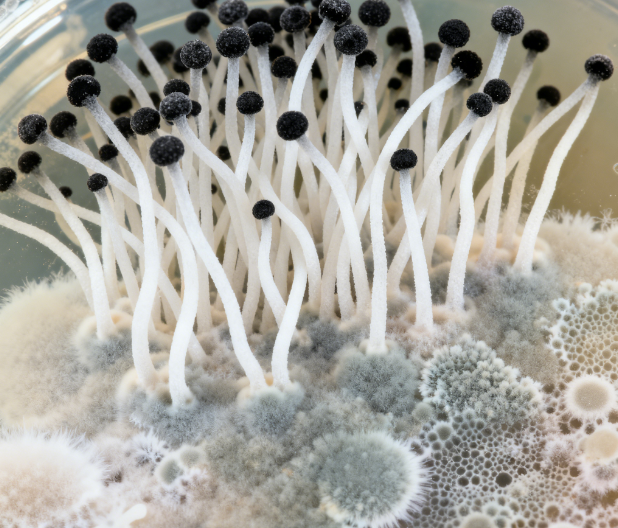 饲料原料冬季储存风险升级，荧光定量真菌毒素检测仪功能显优势